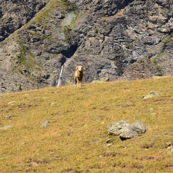 2015-07 Savoie/Orgère/DSC_0292.JPG